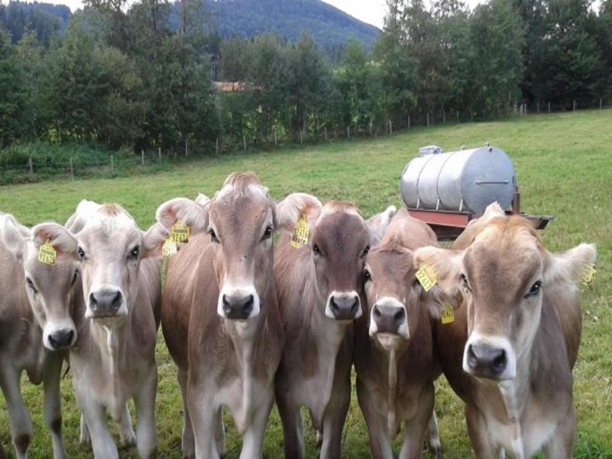 Ferienhof Hefele Lägenhet Hopferau Exteriör bild