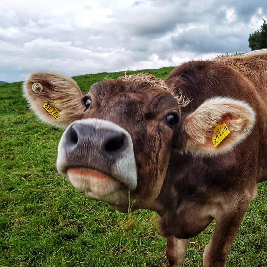 Ferienhof Hefele Lägenhet Hopferau Exteriör bild